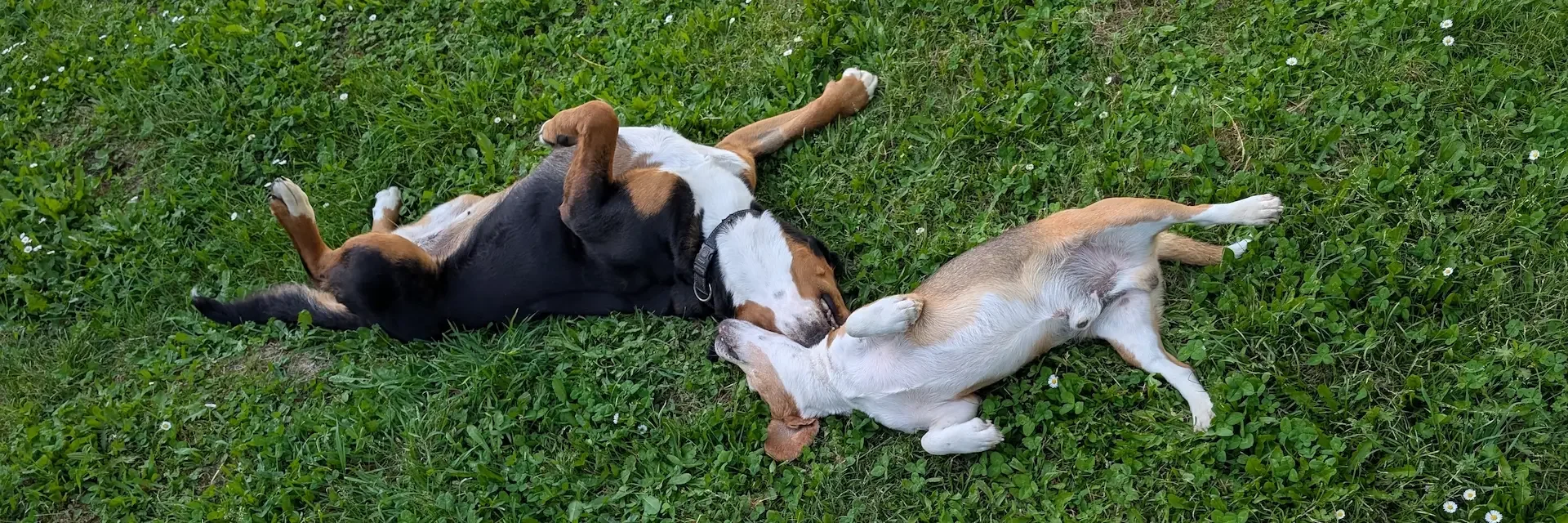 Rocky et une chienne jouant dans l'herbe — garderie canine familiale à Portet-sur-Garonne