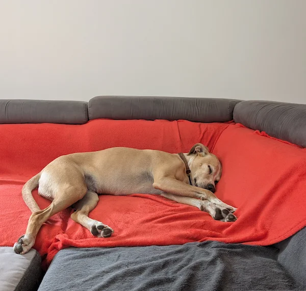 Chienne endormie sur un canapé pendant la pension familiale pour chiens
