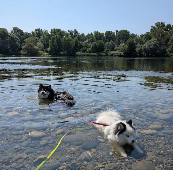 Chiens en baignade dans la Garonne pendant la garderie canine en journée à Portet-sur-Garonne